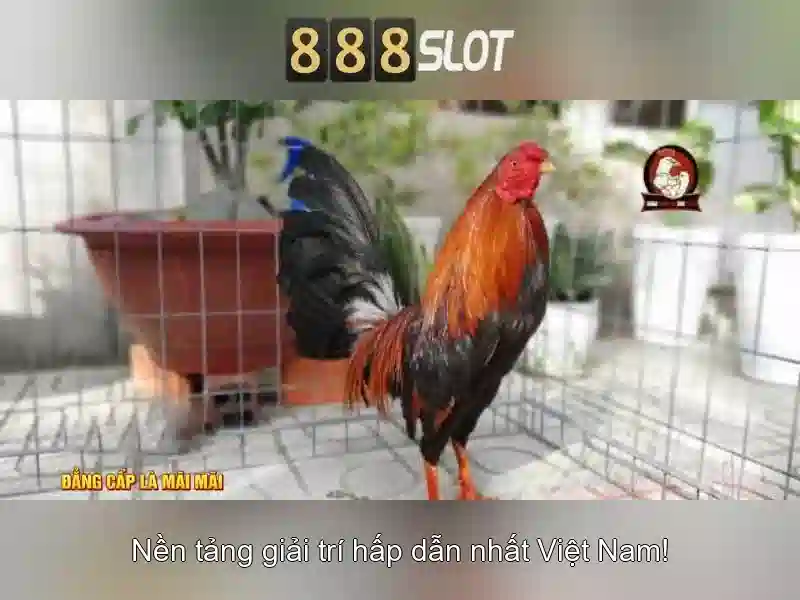 💎keo nha cai 5💎 💎keo nha cai 5💎