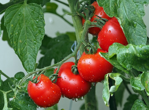 Aquaponics Grown Tomato