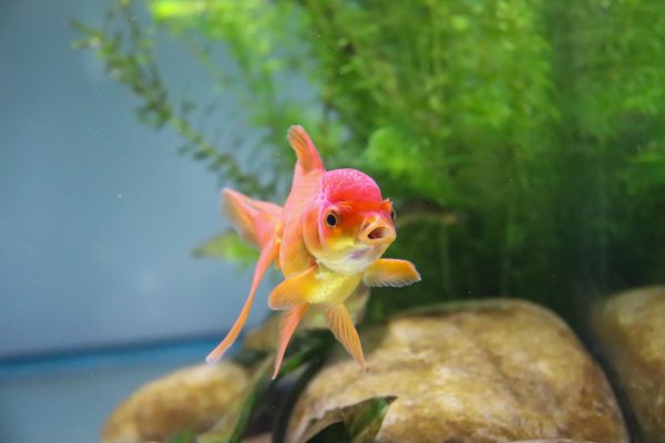 How to Raise Goldfish Aquaponics