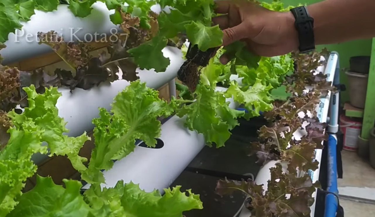 DIY NFT Growing Lettuce