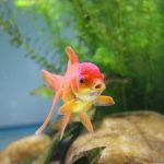 How to Raise Goldfish with Aquaponics