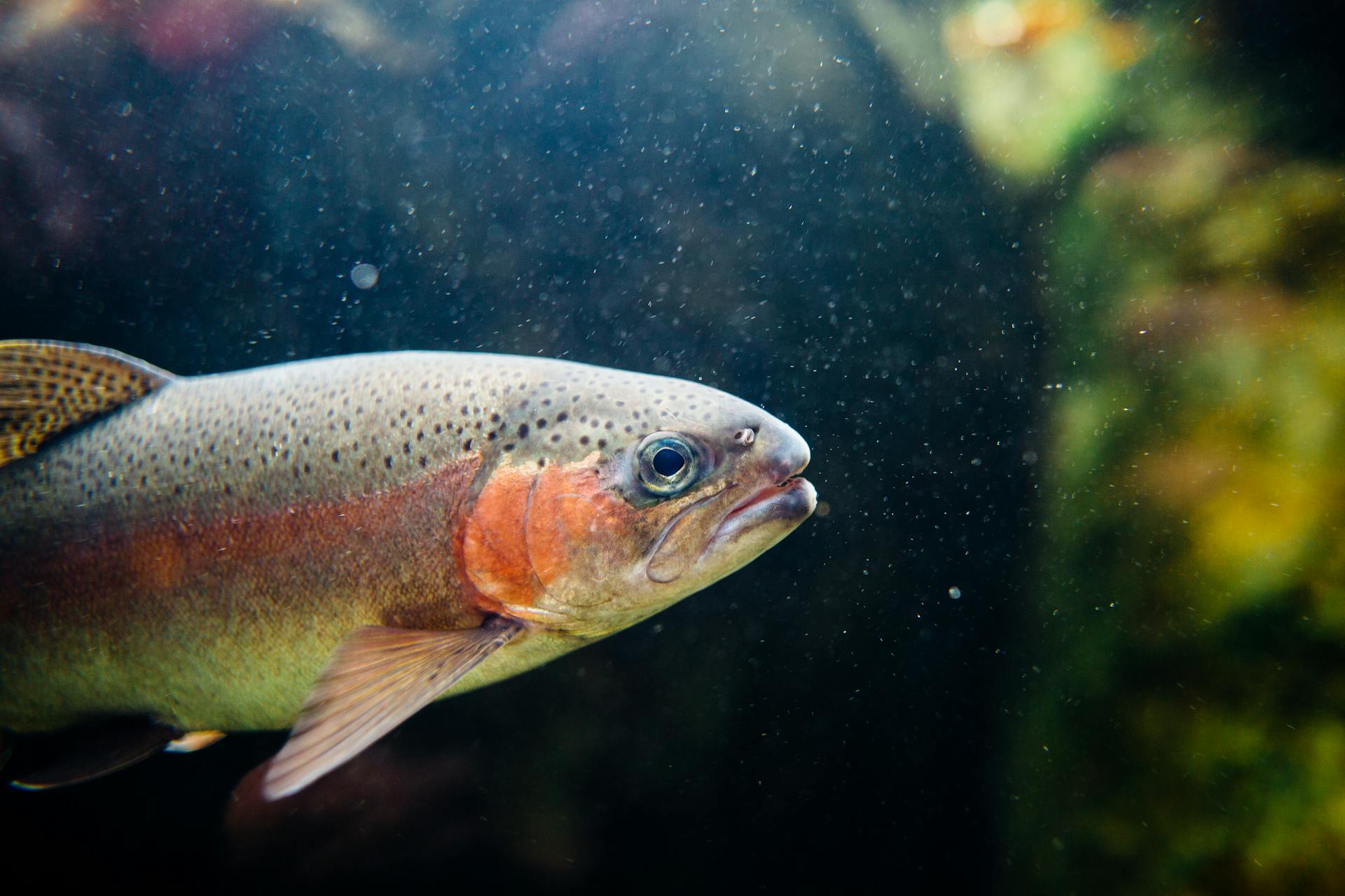 how to raise trout for aquaponics