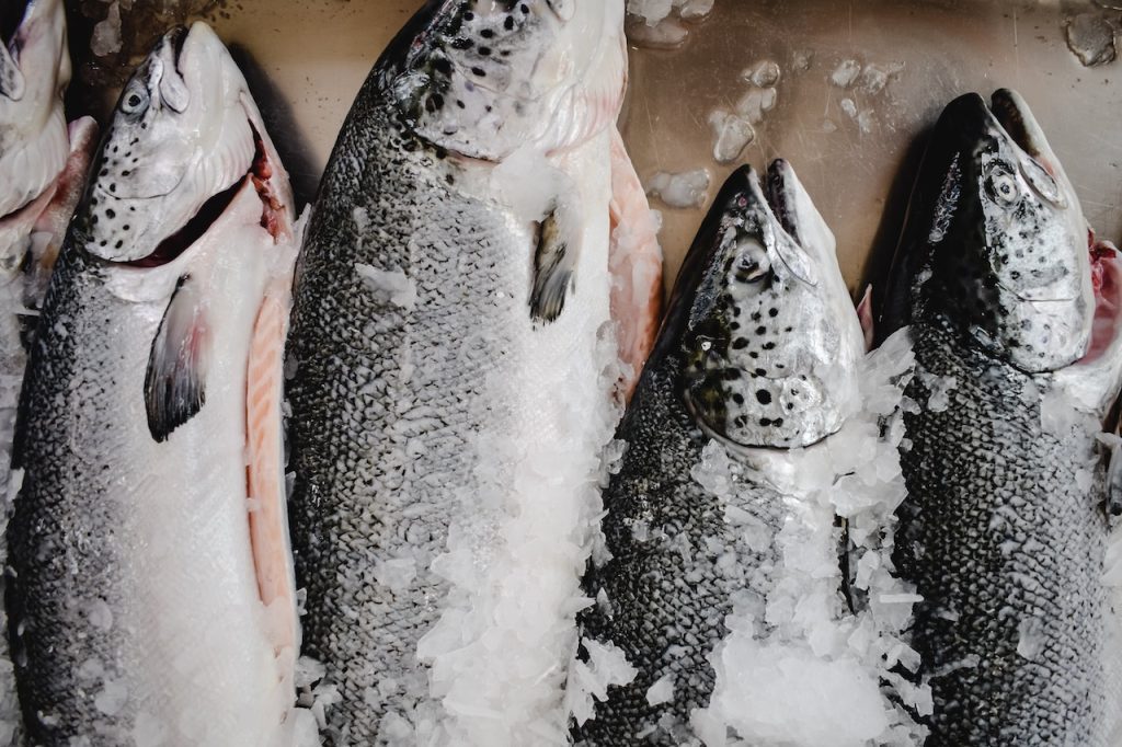 salmon aquaponics