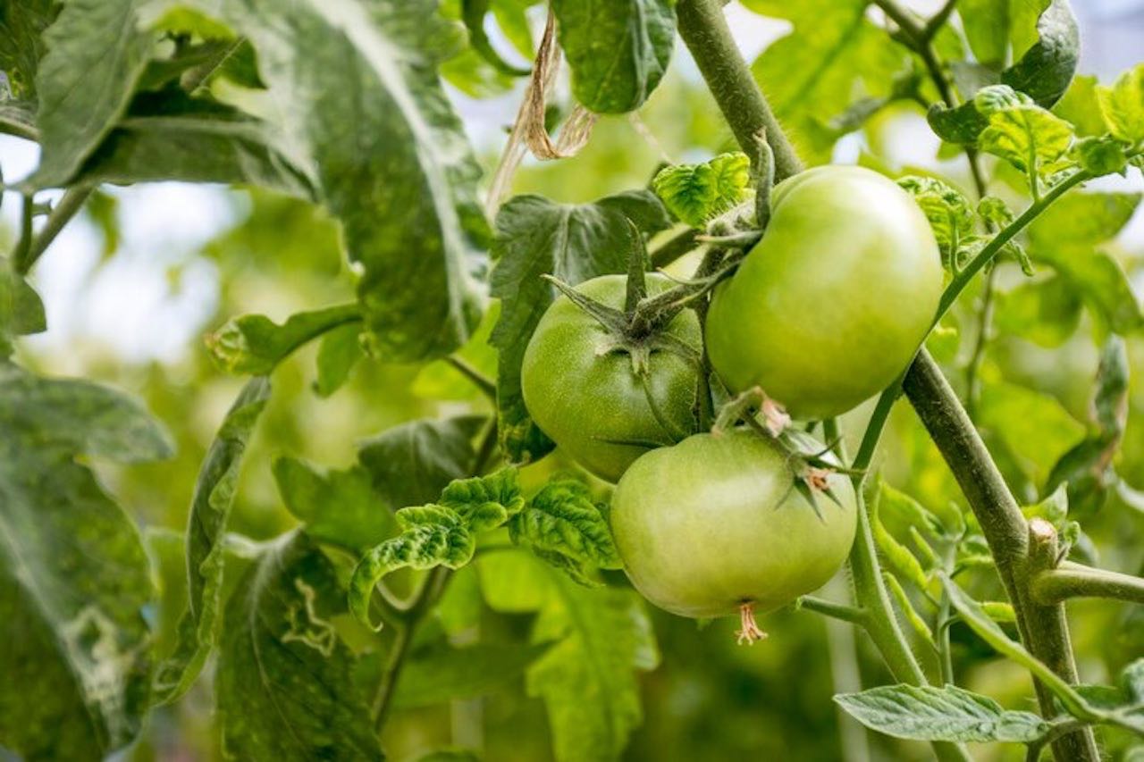 11 best aquaponics houseplants