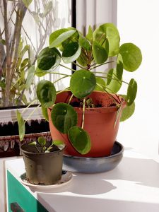 Chinese_money_plant aquaponics