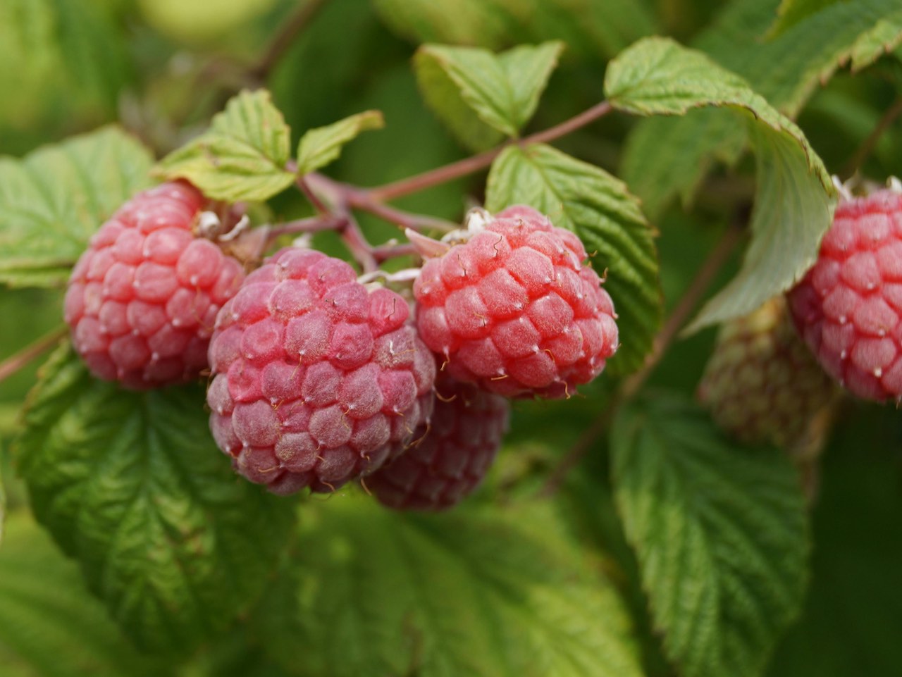 7 Best Plants for Media Based Aquaponics Berries