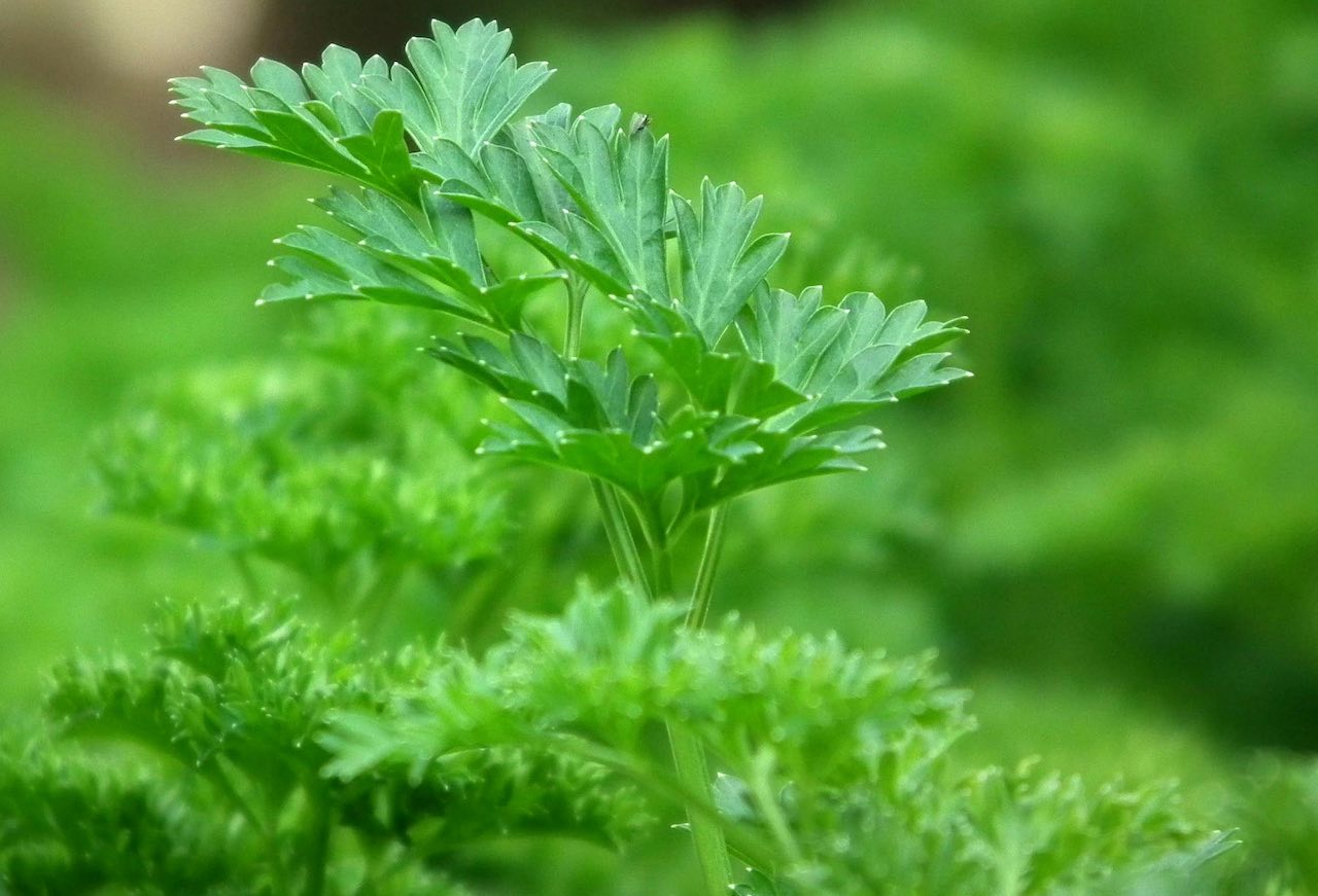 7 Best Plants for Media Based Aquaponics Herbs
