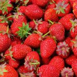 aquaponics strawberries
