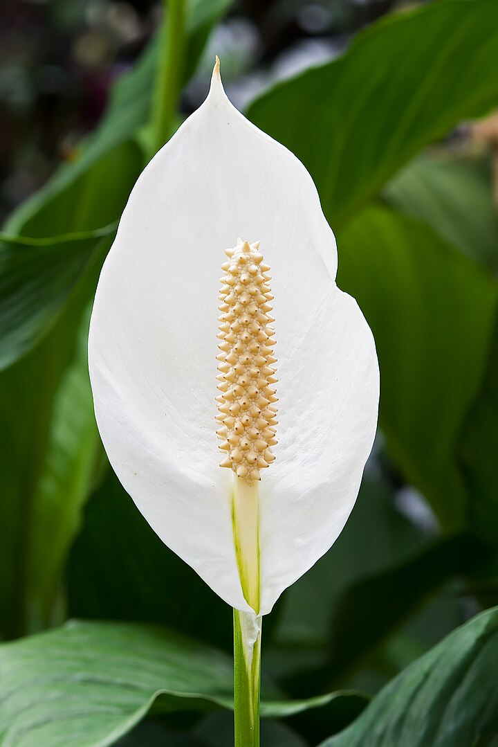 peace lily aqauponics